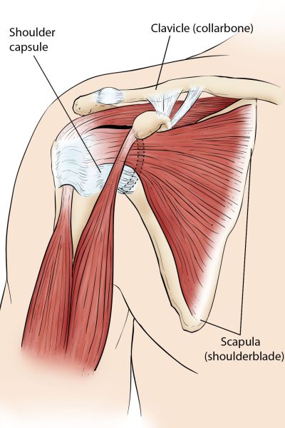 compr_a00071f01_normal-shoulder-anatomy_rotator-cuff_kh