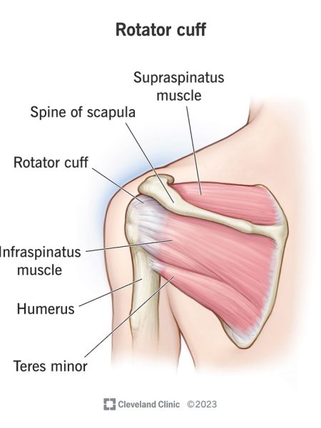 rotator-cuff